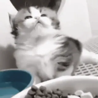 😵 728c8dbb chat, chaton, animal, animal de compagnie, mignon whatsapp sticker