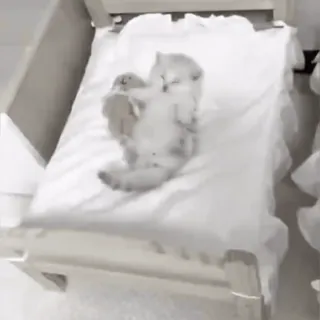 🛌 7a80cdc5 chat, chaton, animal, lit, mignon, dormir whatsapp sticker