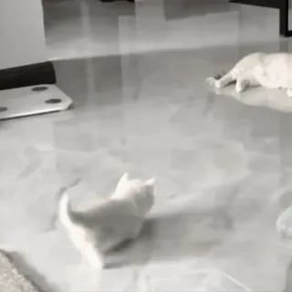 🤏 832a5412 chat, chaton, animal, animal de compagnie, animal domestique whatsapp sticker