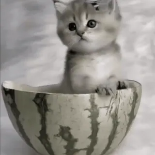 😻 9853efbf chat, chaton, pastèque, mignon, animal, animal de compagnie whatsapp sticker