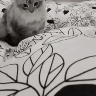 😈 9a248d70 chat, animal de compagnie, animal, animal domestique, literie, coussin, intérieur whatsapp sticker