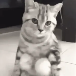 🧐 9b090734 chat, chaton, animal, animal de compagnie, mignon, mammifère, domestique, félin whatsapp sticker