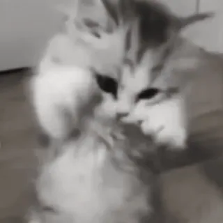 😄 ad619486 chat, chaton, mignon, animal, animal de compagnie, félin whatsapp sticker