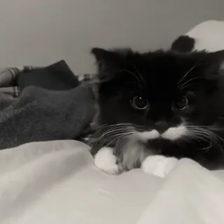 🥺 b187a5c7 chat, chaton, noir et blanc, mignon, animal de compagnie, animal domestique whatsapp sticker