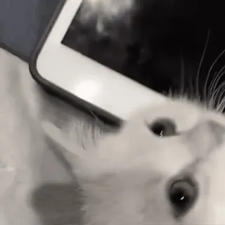 😥 bf16857f chat, animal, animal de compagnie, mignon, chaton, blanc whatsapp sticker