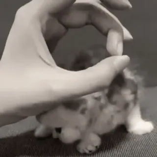 👌 ce402d79 animal, lapin, main, animal de compagnie whatsapp sticker