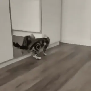 😡 ce51d5ab chat, animal domestique, pièce, parquet whatsapp sticker