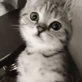 🤔 db63d8d7 chat, chaton, mignon, animal de compagnie, animal whatsapp sticker