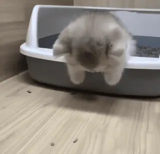 😿 dd966a7b lapin, animal de compagnie, animal, mignon, adorable whatsapp sticker