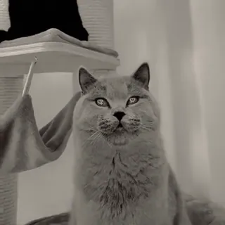 🥺 def56ab6 chat, british shorthair, chat gris, animal de compagnie, animal, félin whatsapp sticker