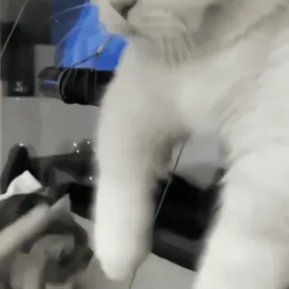 👣 e87406fe chat, chat blanc, animal de compagnie, animal whatsapp sticker