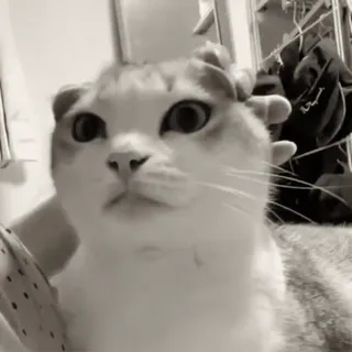 😌 f03efa52 chat, animal de compagnie, animal, mignon, animal domestique whatsapp sticker