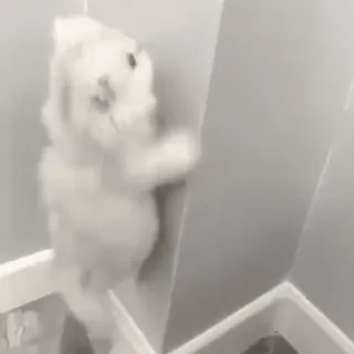 😜 fa95e098 chien, chiot, mignon, animal, blanc, mur whatsapp sticker