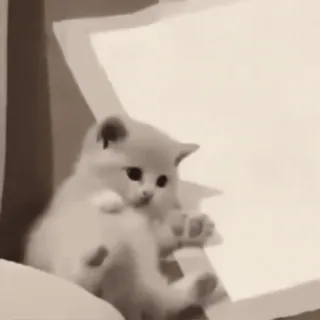 👐 fcb24a7d chaton, chat, papier, mignon, animal whatsapp sticker
