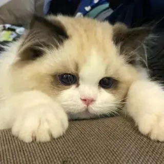 Devon's Pack. telegram stickers