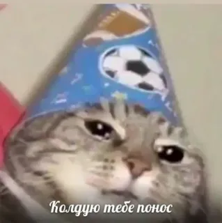 😎 09f7aed6 Колдую тебе понос katze, partyhut, russisch, zauber, traurig telegram sticker