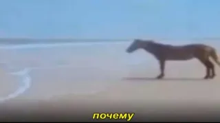 ❓ 116592ab почему Pferd, Strand, Tier, Sand, Meer, Natur telegram sticker