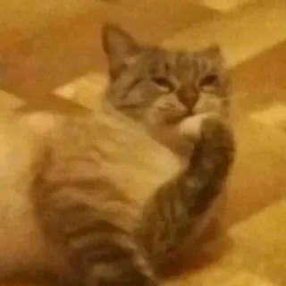 🧐 1cee0d13 Katze, Tier, Hauskatze, Haustier, süß, Katzenartig telegram sticker