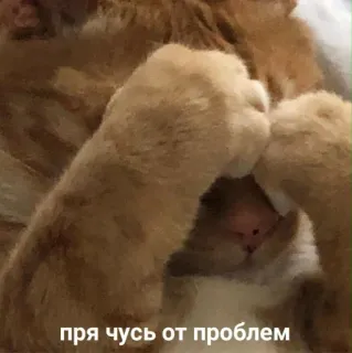 🥺 424ec112 пря чусь от проблем Katze, Probleme, verstecken, Meme, lustig, orange Katze telegram sticker