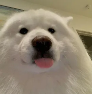 😝 4d8ddd83 Hund, Samojede, Haustier, weißer Hund, süß, Tier telegram sticker
