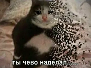 😔 513f287b ты чево наделал........ Katze, traurig, verschwindend, Meme, russisch telegram sticker