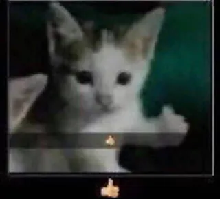 👍 53a686ea Katze, Kätzchen, Stinkefinger, Geste, beleidigend, Tier telegram sticker