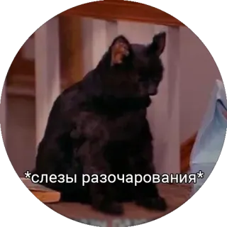 😞 56c76b1c *слезы разочарования* Katze, Enttäuschung, traurig, weinen, schwarze Katze telegram sticker