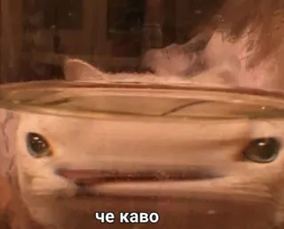 🥴 6de8051f че каво Katze, süß, lustig, Meme telegram sticker