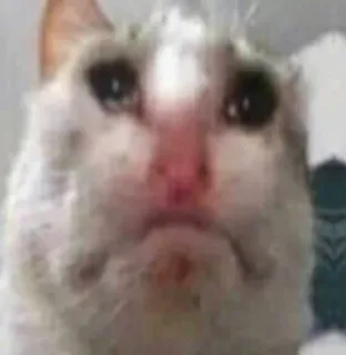 😔 8005ebc8 Katze, traurig, Meme, Tier, Haustier, lustig telegram sticker