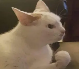 🤬 88a909fb Katze, weiße Katze, Tier, Haustier telegram sticker