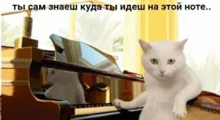😎 8fb8b7de ты сам знаешь куда ты идеш на этой ноте.. Katze, Klavier, Humor, Meme, Tier, Keyboard, Musik, Russisch telegram sticker