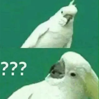 ❓ 981cdc3b ??? Papagei, Vogel, Frage, verwirrt, Meme telegram sticker