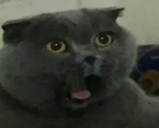 😱 abf4304b Katze, geschockt, überrascht, Tier, Meme telegram sticker