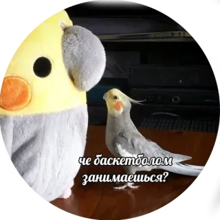 🧐 ac45c644 че баскетболом занимаешься? Vogel, Nymphensittich, Basketball, Plüschtier, Humor telegram sticker
