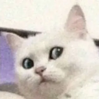 🧐 aef351d5 Katze, weiße Katze, Tier, süß, Haustier telegram sticker