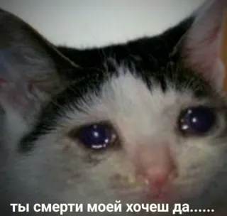 😭 b4dc1291 ты смерти моей хочеш да...... Katze, traurig, weinen, Meme, russisch, Zitat telegram sticker