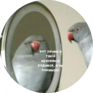 ☺️ dae2dd56 вот зачем я такой красивый родился, я не понимаю Papagei, Spiegel, Vogel, Russisch, Text, Tier telegram sticker