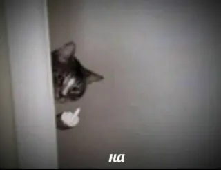 🧐 ee9fa314 на Katze, Stinkefinger, Beleidigend, Geste telegram sticker