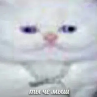 🤨 f607b8f2 ты че мыщ Katze, Meme, Tier, Weiße Katze, Russisch, Lustig telegram sticker