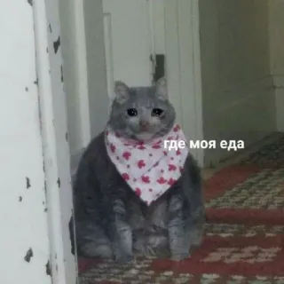 😢 f648f094 где моя еда Katze, traurig, Essen, Meme, weinen, russisch telegram sticker