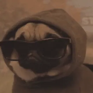 🕶 0d1c47a4 pug, cachorro, óculos de sol, moletom com capuz, legal, animal telegram sticker