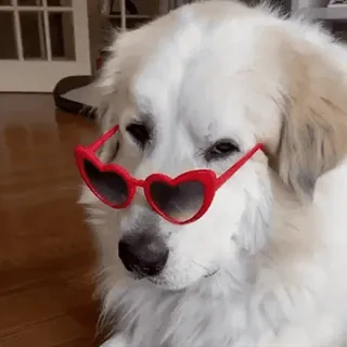 doggies2 @snorovkaa @sticker_swiker telegram stickers