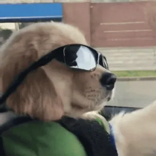 😎 1f176a3e cão, óculos de sol, golden retriever, animal, legal, animal de estimação, dirigindo telegram sticker