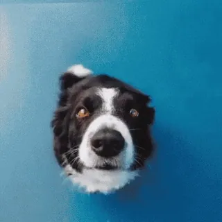 😶 2cffbd87 cão, border collie, animal, animal de estimação, fofo, preto e branco, retrato, animal doméstico telegram sticker