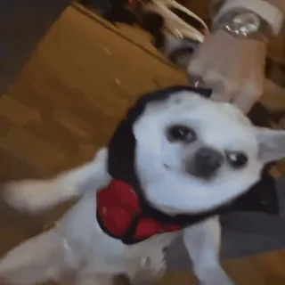 🤤 660f1a5c cão, chihuahua, animal de estimação, animal, fantasia, fofo telegram sticker