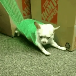 🙄 8046e88d cão, chihuahua, rede, engraçado, animal de estimação, animal telegram sticker