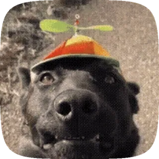 🧢 862df110 cachorro, chapéu, hélice, animal, fofo, engraçado telegram sticker