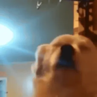 😉 8b3f1ffb cão, cachorro, animal, fofo, animal de estimação, mamífero telegram sticker