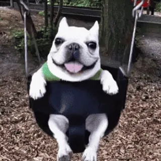 😃 8f7bc46c cachorro, balanço, animal, bulldog francês, animal de estimação, fofo telegram sticker