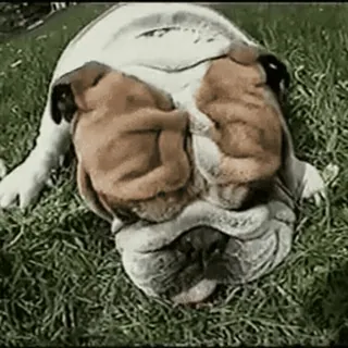 😴 9b45139f cachorro, bulldog, animal, grama, animal de estimação telegram sticker